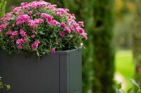 Westmann Metall Pflanzkübel Talus L | Pflanzkübel rechteckig | Anthrazit | 100x25x52 cm