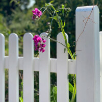PLUS Retro Zaun - Vielseitige und nostalgische Gartenzäune in verschiedenen Höhen für Vorgärten, Hintergärten und Einfahrten. Fungizidbehandelt und zweimal grundiert für langanhaltende Schönheit und Schutz.