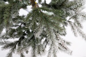 Evergreen Weihnachtsbaum Cedar Frost Kiefer – 210 cm, Winterzauber mit Kunstschnee, dichter und natürlicher Look, ideal für unvergessliche Weihnachten