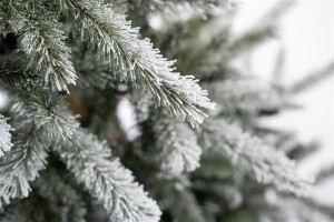 Evergreen Weihnachtsbaum Cedar Frost Kiefer – 210 cm, Winterzauber mit Kunstschnee, dichter und natürlicher Look, ideal für unvergessliche Weihnachten