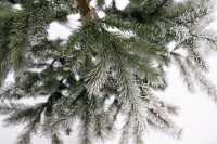 Evergreen Weihnachtsbaum Cedar Frost Kiefer – 210 cm, Winterzauber mit Kunstschnee, dichter und natürlicher Look, ideal für unvergessliche Weihnachten