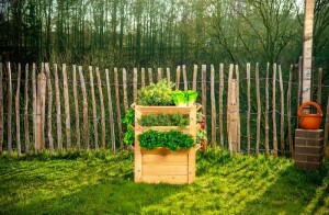 Westmann Hochbeet Premium L Lärchenholz 66x66x73 cm – Mit zusätzlichen Kulturflächen, Natur