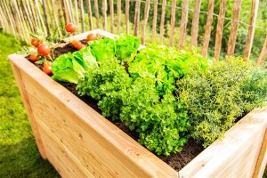 Westmann Hochbeet Klassik 170 Lärchenholz 170x90x84 cm – Klassisches Design, Natur
